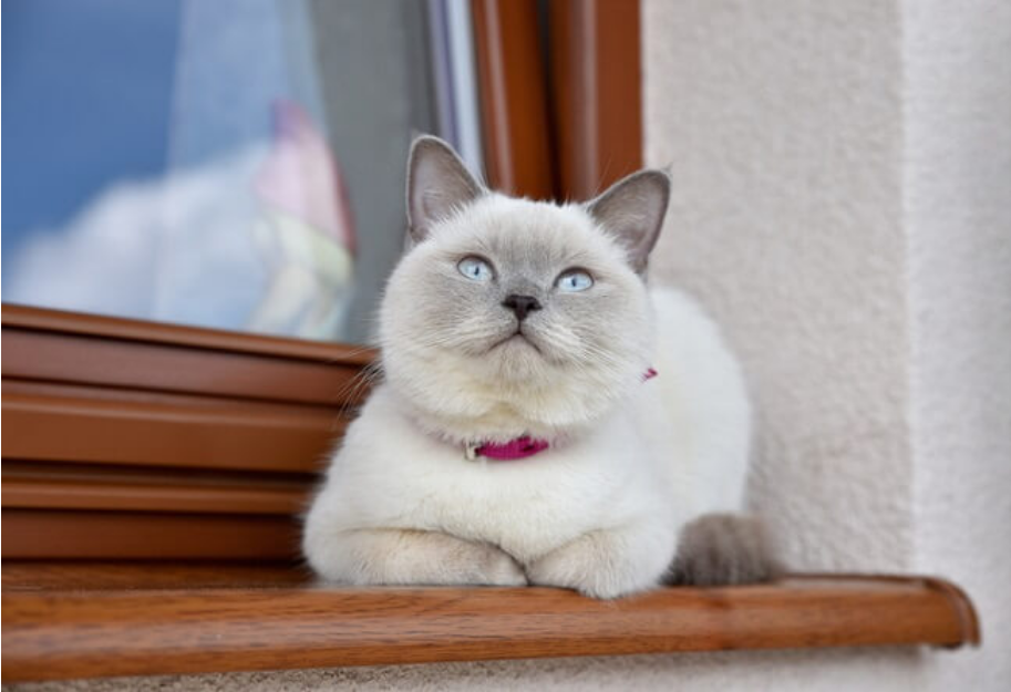 Colorpoint Shorthair