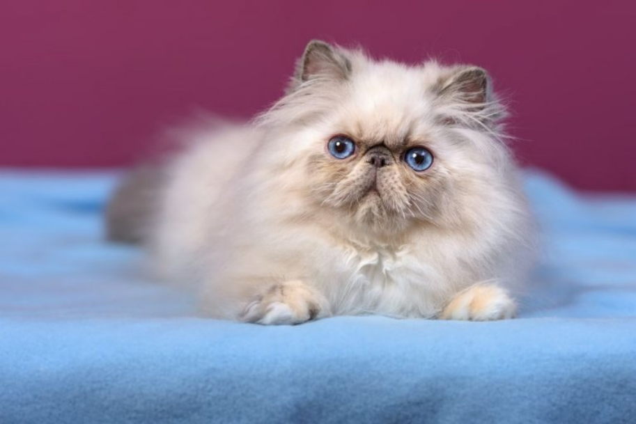 Himalayan
