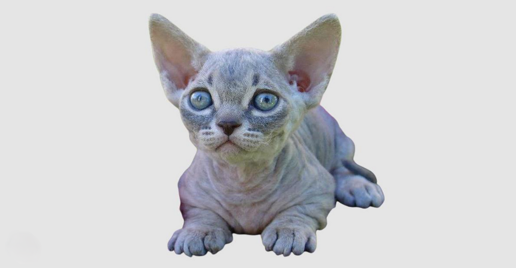 Minskin
