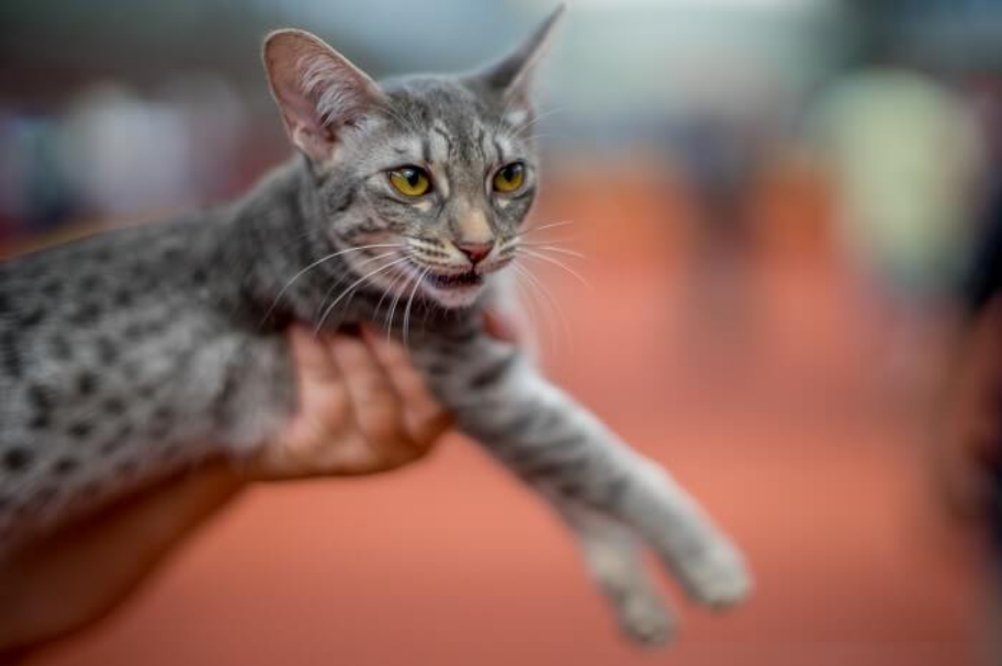 Ocicat