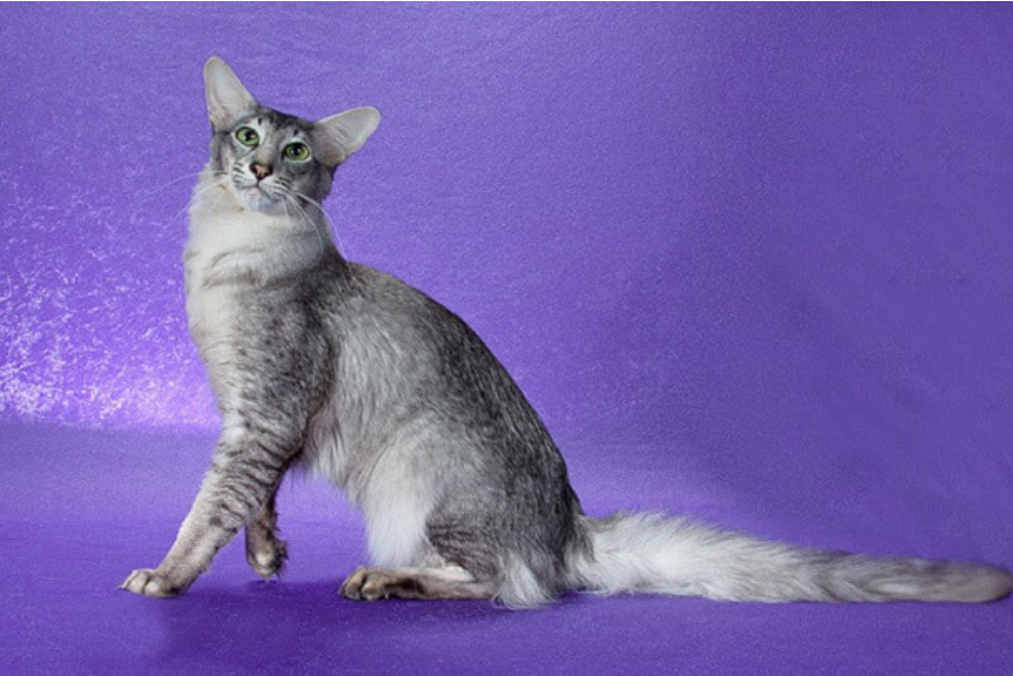 Oriental Longhair