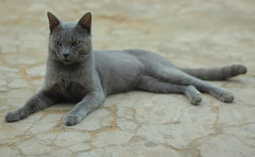 Raas Cat