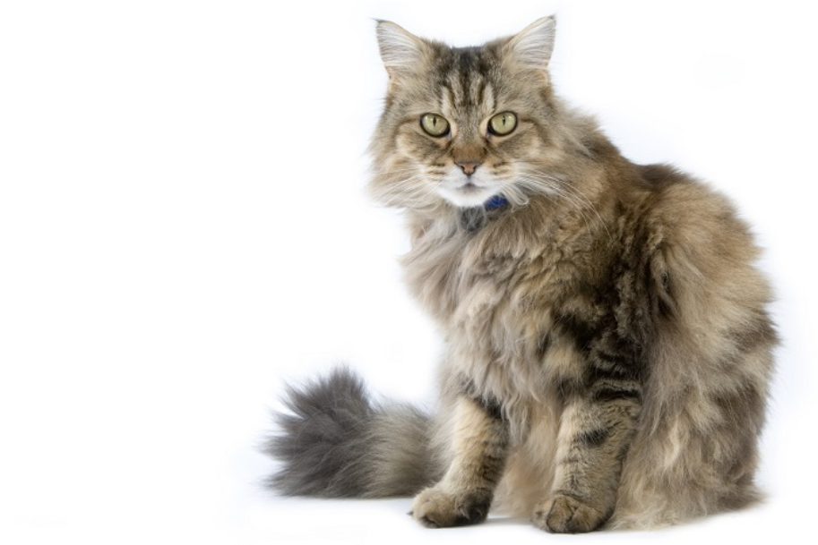 RagaMuffin
