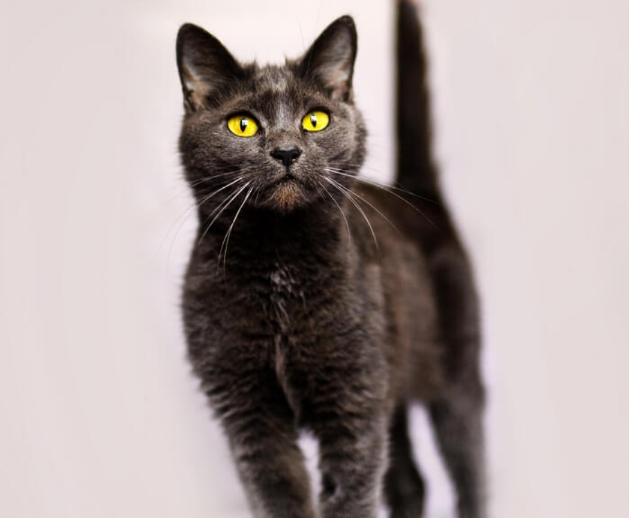 Russian White, Black, and Tabby
