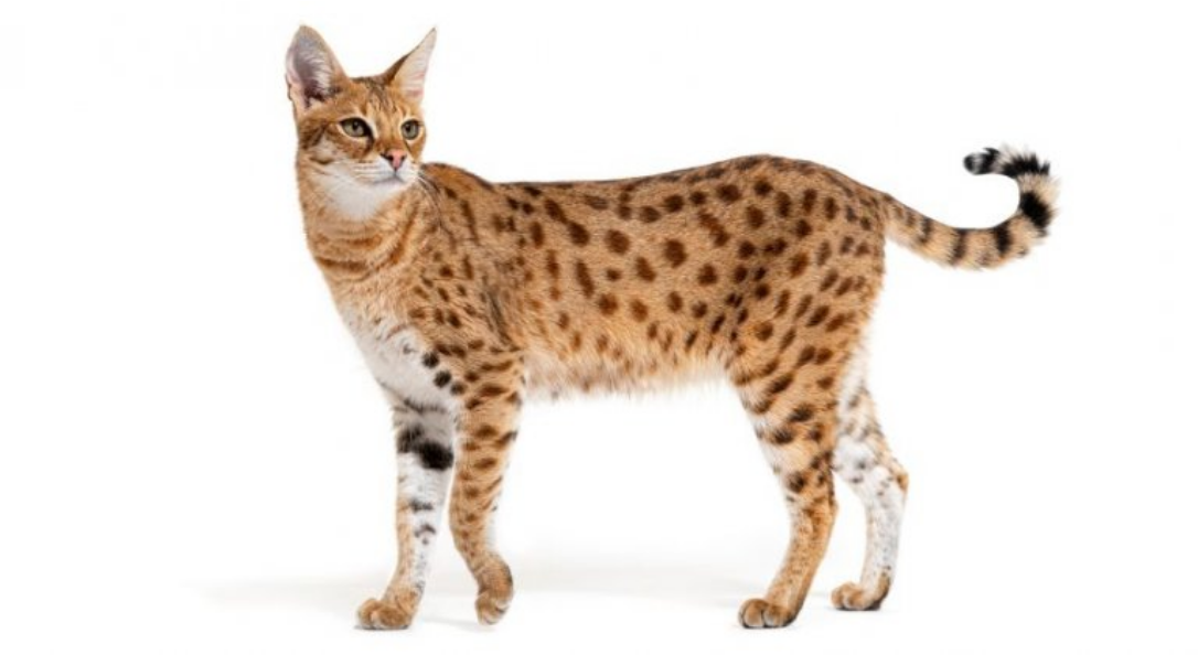 Savannah