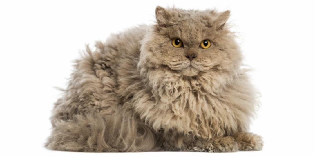 Selkirk Rex