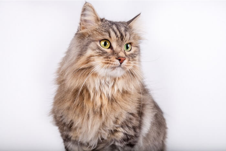 Siberian
