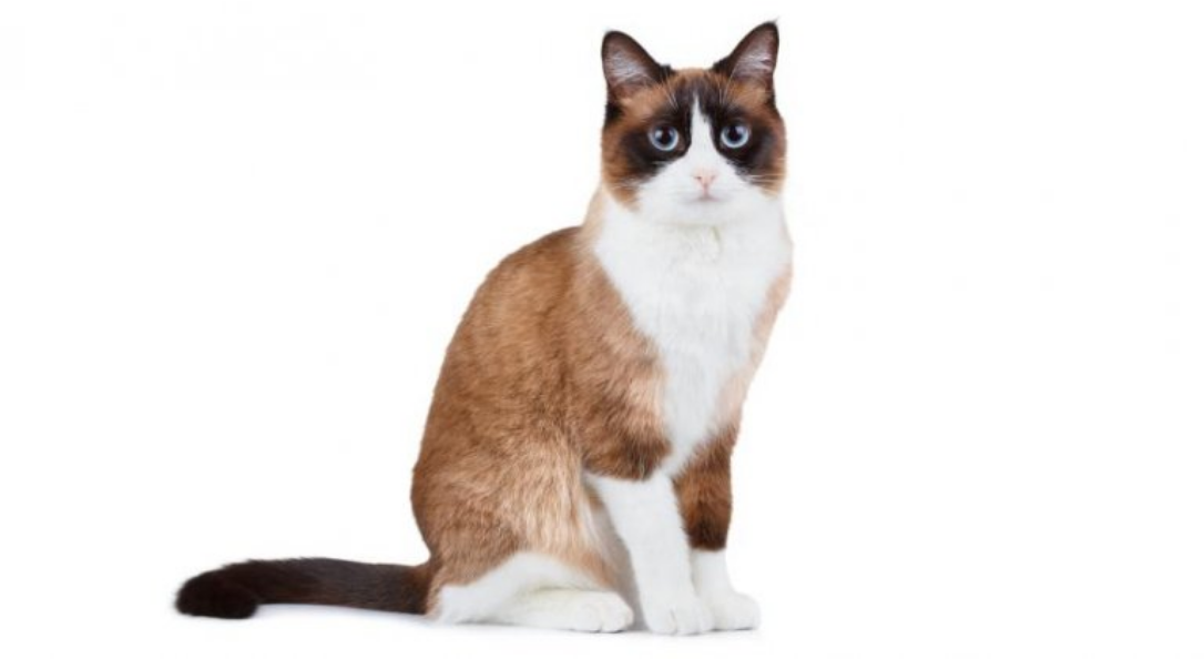 Snowshoe