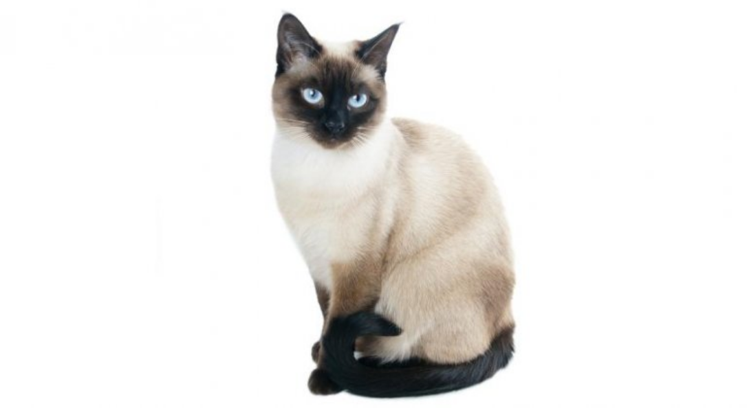 Thai Blue Point